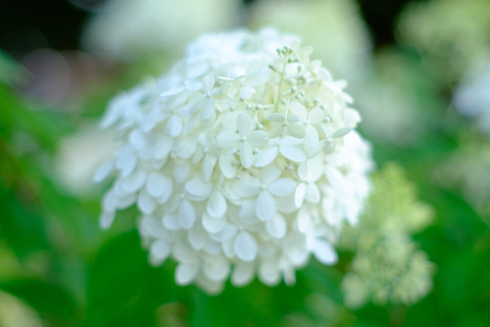 PENTAX Super Takumar 55mm f1.8 初期型 26875+