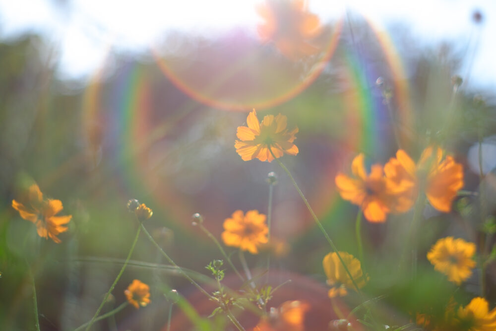 Super Takumar 55mm f1.8 【整備試写済】虹色フレア - レンズ(単焦点)