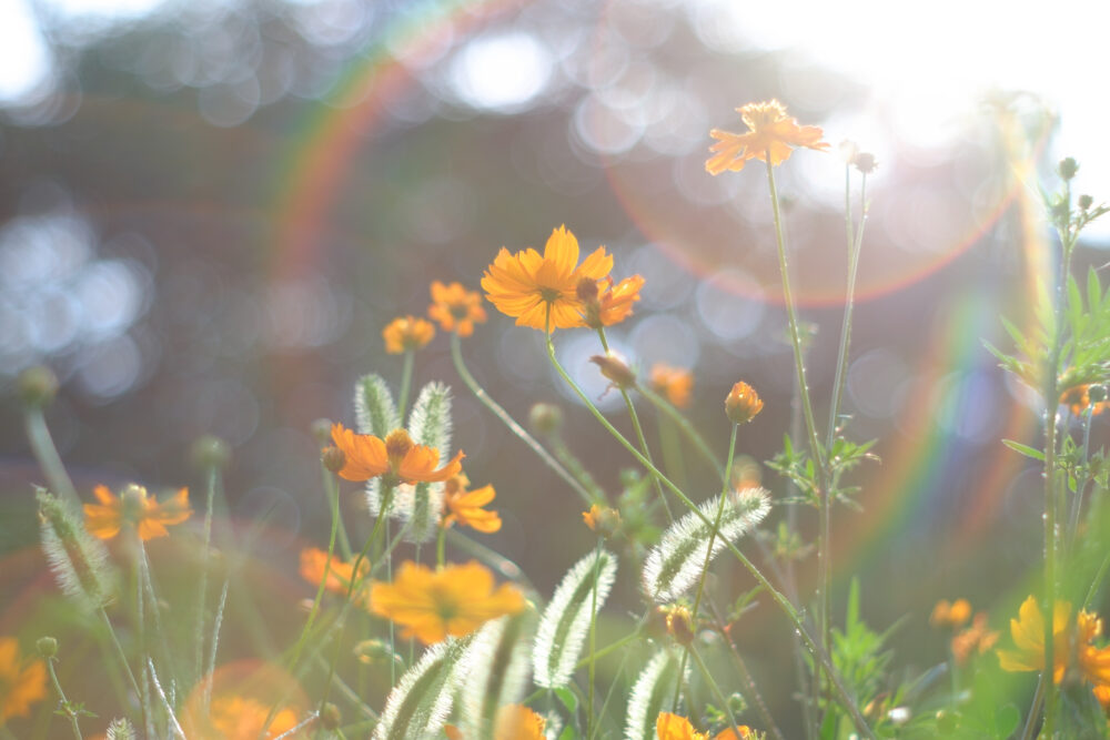 Super-Takumar 55mm/f1.8 後期型　作例あり